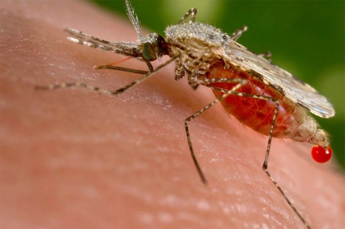 An Anopheles stephensi mosquito is obtaining a blood meal from a human host through its pointed proboscis. Note the droplet of blood being expelled from the abdomen after having engorged itself on its host’s blood. CENTERS FOR DISEASE CONTROL AND PREVENTION An Anopheles stephensi mosquito is obtaining a blood meal from a human host through its pointed proboscis. Note the droplet of blood being expelled from the abdomen after having engorged itself on its host’s blood. CENTERS FOR DISEASE CONTROL AND PREVENTION