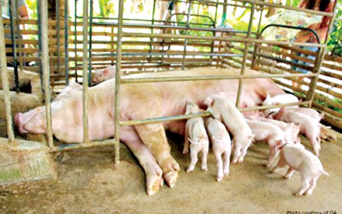 MORE LOANS. Hog raisers affected by African swine fever are being offered an indemnity fund of PHP5, 000 per head of culled pig. LandBank and the Agricultural Credit Policy Council have also expanded their budget to be loaned by the backyard and commercial farmers. DA MORE LOANS. Hog raisers affected by African swine fever are being offered an indemnity fund of PHP5, 000 per head of culled pig. LandBank and the Agricultural Credit Policy Council have also expanded their budget to be loaned by the backyard and commercial farmers. DA