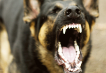 Canine rabies cases plunge from 93 to 34; over 243,000 dogs vaccinated Photo courtesy of Healix