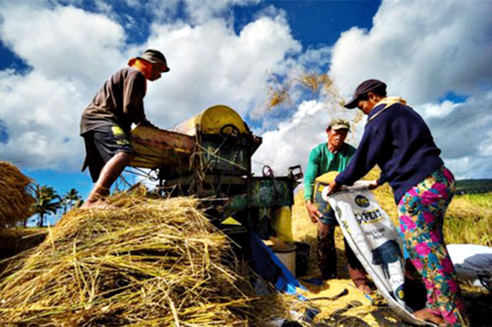 Filipino farmers harvest rice in the middle of the day. Local rice output has reached 19.3 million metric tons. FACEBOOK/DEPARTMENT OF AGRICULTURE Filipino farmers harvest rice in the middle of the day. Local rice output has reached 19.3 million metric tons. FACEBOOK/DEPARTMENT OF AGRICULTURE