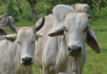 Importation of bovine by-products OK’d despite ban on live cattle Cattle are being raised at the provincial veterinary farms in Negros Occidental. In 2020, income of animal farms owned by the provincial government increased by 13.7 percent, a report of the Provincial Veterinary Office showed. PVO NEGROS OCCIDENTAL