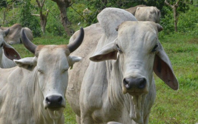 biz-banner Cattle are being raised at the provincial veterinary farms in Negros Occidental. In 2020, income of animal farms owned by the provincial government increased by 13.7 percent, a report of the Provincial Veterinary Office showed. PVO NEGROS OCCIDENTAL