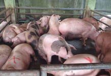 DA set to vaccinate pigs in ASF-free areas The Philippine agriculture department is calling on hog raisers to secure insurance packages for their pigs in case their farms get affected by the African Swine Fever (ASF). DA WESTERN VISAYAS PHOTO