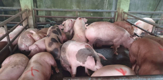 The Philippine agriculture department is calling on hog raisers to secure insurance packages for their pigs in case their farms get affected by the African Swine Fever (ASF). DA WESTERN VISAYAS PHOTO