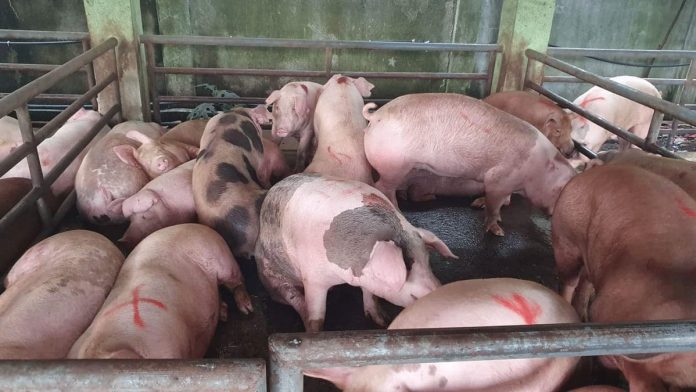 biz-pigs The Philippine agriculture department is calling on hog raisers to secure insurance packages for their pigs in case their farms get affected by the African Swine Fever (ASF). DA WESTERN VISAYAS PHOTO