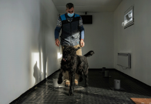 Czech trainers teach dogs to sniff out COVID Photo courtesy of Bangkok Post