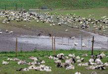 France to cull 600,000 poultry to stem bird flu Ducks are pictured in a field at a poultry farm in Montsoue, France as the country continues a massive culling in three regions most affected by a severe outbreak of bird flu. REGIS DUVIGNAU/REUTERS