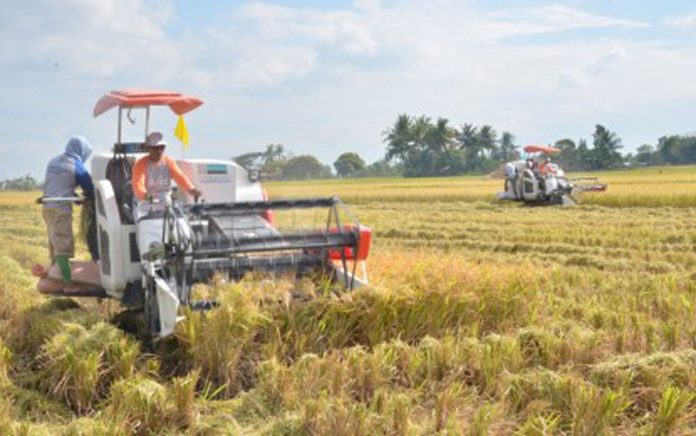 Farmers use combine harvesters during the Field Day and Harvest Festival at Purok Camingawan, Barangay Taloc in Bago City, Negros Occidental. The province’s agriculture industry is seen to perform well this year, according to Provincial Agriculturist Japhet Masculino. NEGROS OCCIDENTAL CAPITOL PIO Farmers use combine harvesters during the Field Day and Harvest Festival at Purok Camingawan, Barangay Taloc in Bago City, Negros Occidental. The province’s agriculture industry is seen to perform well this year, according to Provincial Agriculturist Japhet Masculino. NEGROS OCCIDENTAL CAPITOL PIO