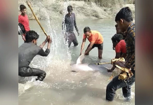 3 arrested in India for axing endangered dolphin to death Photo courtesy of Global News