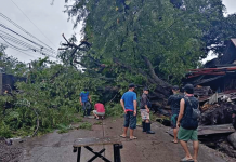 Uprooted trees down Bacolod power lines CLEARING OPERATIONS Personnel of the City Disaster Risk Reduction and Management Office in Bacolod City clear a road section of fallen trees on Jan. 10. BACOLDO CDRRMO