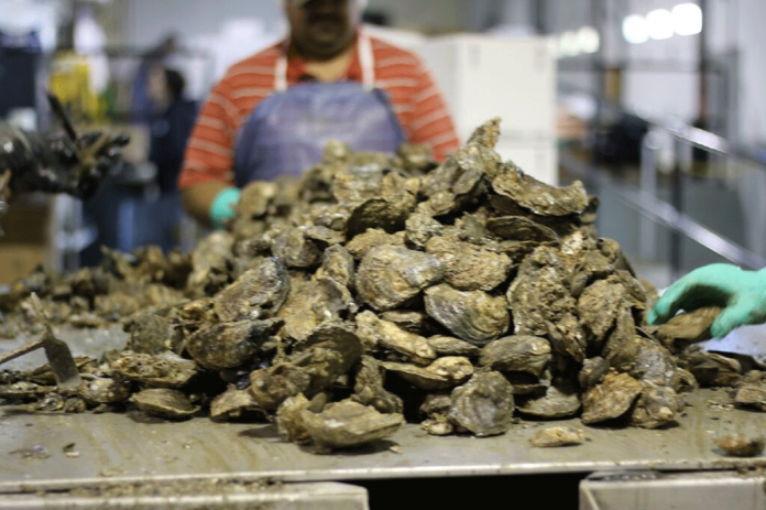 region-antique-shells Restaurants in Antique still order talaba (oysters) from neighboring Aklan and Capiz provinces. Antique should grow its own oysters, according to a provincial official.