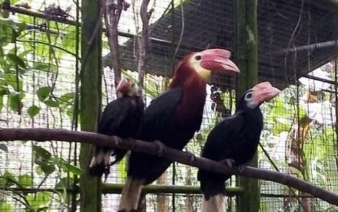region-bird-pic SUCCESSFUL BREEDING. “Bebong” (first from left) is the newest writhed-billed hornbill to be born in captivity inside the Mari-it Wildlife and Conservation Park in Barangay Jayubo, Lambunao, Iloilo. The male chick got out from the nest on Dec. 28, 2020 and was able to flap its wings and fly on Jan. 10, 2021. PHOTO COURTESY OF JENNIFER OSORIO, PNA