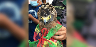 The Philippine serpent eagle (Spilornis holospilus) will undergo a check up before its release to its natural habitat. PENRO Iloilo