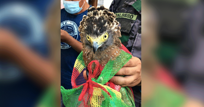 The Philippine serpent eagle (Spilornis holospilus) will undergo a check up before its release to its natural habitat. PENRO Iloilo