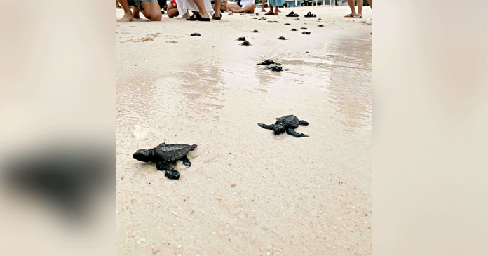 turtle Baby Olive ridley sea turtles crawl to the sea. PHOTO BY CRIMSON RESORT & SPA BORACAY