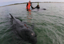 Pilot whales refloat at stranding spot Photo courtesy of Project Noah