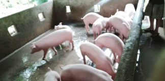 Western Visayas will continue to ship live hogs to Luzon even if there is a price cap for selected pork and chicken products sold in Metro Manila. PNA FILE PHOTO