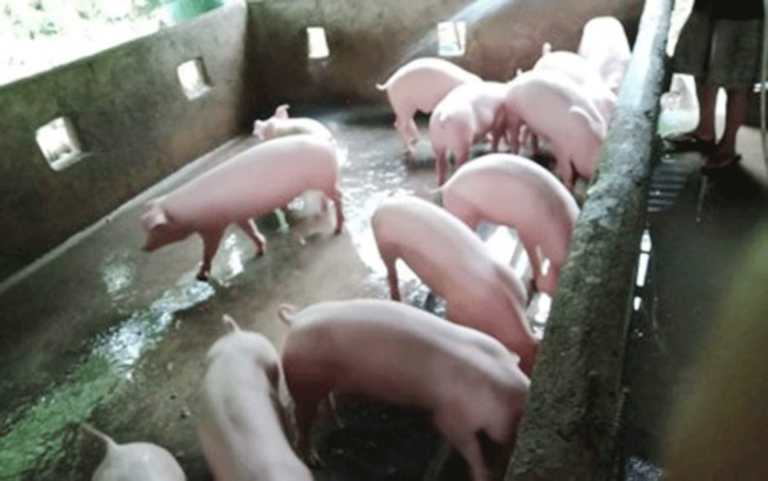 DA Western Visayas will continue to ship live hogs to Luzon even if there is a price cap for selected pork and chicken products sold in Metro Manila. PNA FILE PHOTO
