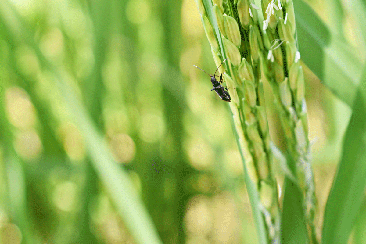 DA, LGU work to curb rice grain bug outbreak in Barbaza