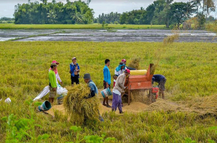Farmers Farmers use a stationary machine thresher to separate the grains from the straw. IAN PAUL CORDERO/PN