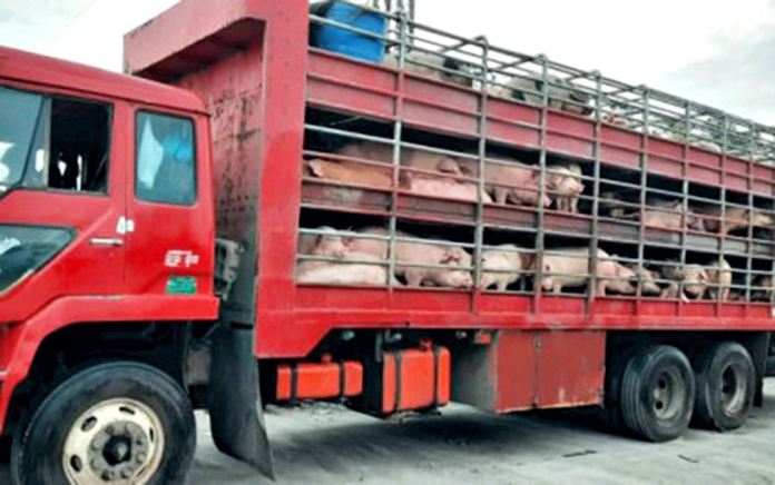 Live-hogs-from-WV MARICAR A truck contains live hogs that will be shipped to the National Capital Region from the Western Visayas. TOMBOCON/DA-6 AMAD/VIA PNA