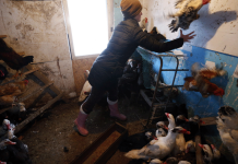Russia detects first case of H5N8 bird flu in humans Valery Matytsin / TASS