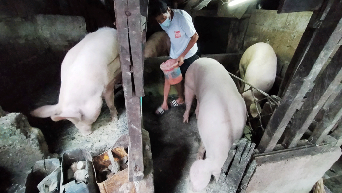 FIGHT VS ASF. Eighty percent of Western Visayas’ P20-billion hog industry is made up of small-scale backyard hog raisers like this man in Barangay San Nicolas, La Paz, Iloilo City. IAN PAUL CORDERO/PN
