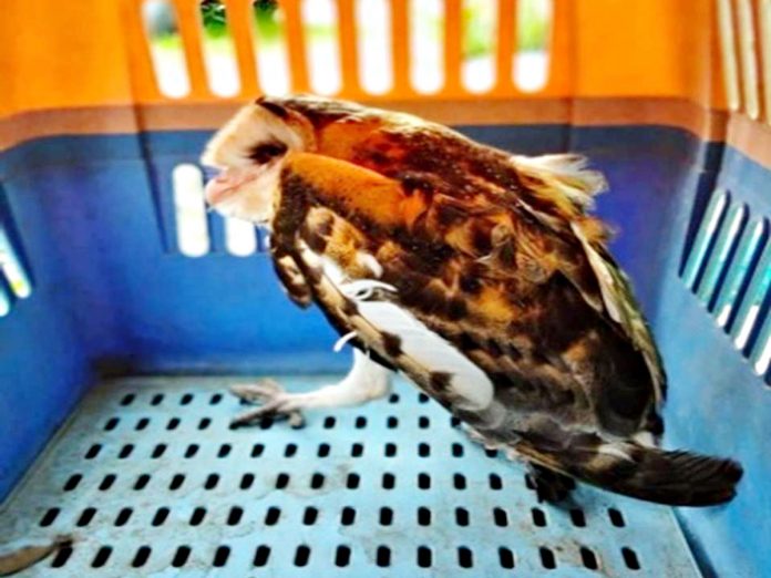 region-owl This injured Eastern grass owl is currently being kept at a temporary rescue center of the Community Environment and Natural Resources Office in Barangay Kirayan Tacas, Miag-ao, Iloilo.