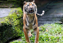 Sumatran tigers kill zookeeper