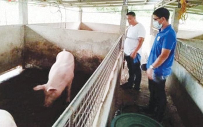 Antique-news An animal technician (right) visits a pig farm in Antique province to check on the health condition of the hogs. The Provincial Veterinary Office said on Tuesday that it is important for the hog raisers to coordinate immediately with their technicians to prevent their animals from acquiring pneumonia. ANTIQUE PROVET