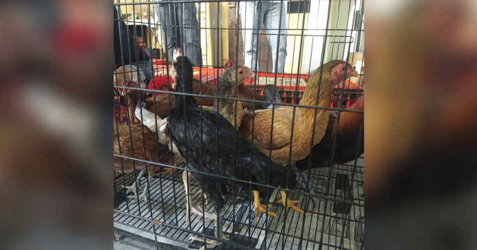 DA These native chickens are placed inside a cage. In Iloilo City, 14 villages avail native chicken stocks from the Department of Agriculture – Western Visayas. ACSAYSON/DA WV – DRRMO