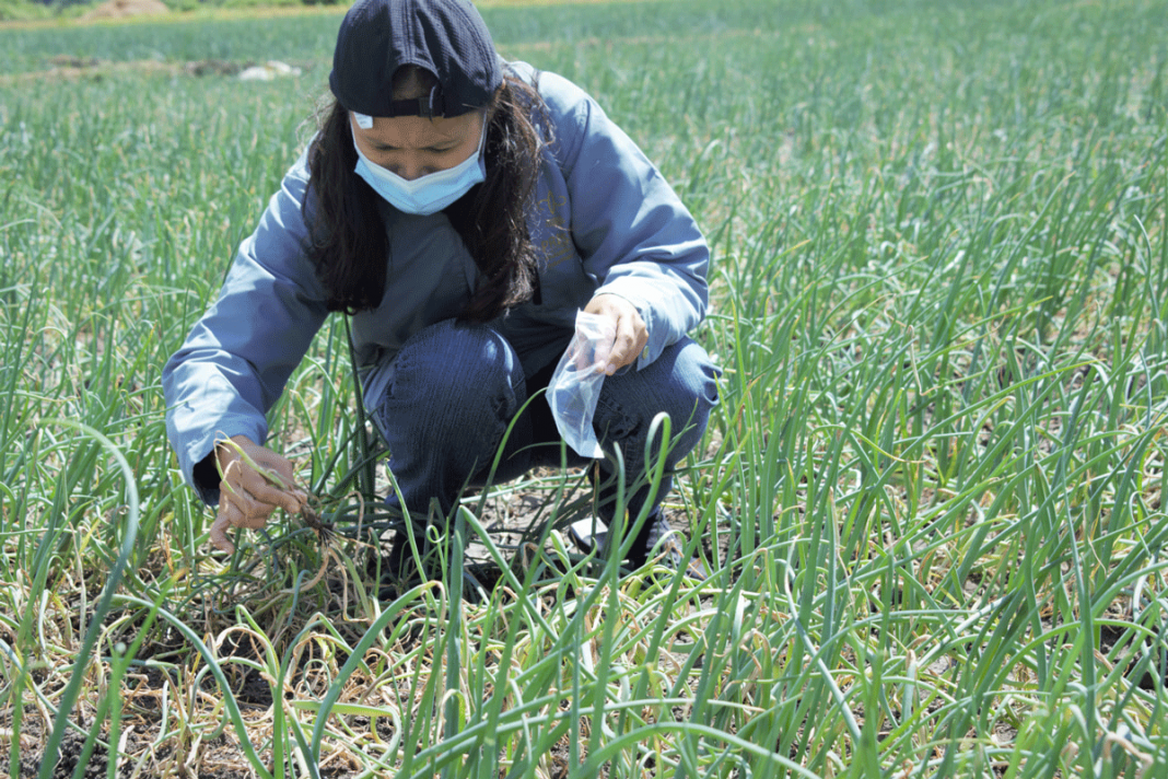 Onion growers seek support for crop disease incidences, damage