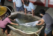 Youth graduates of the training program of the Southeast Asian Fisheries Development Center Aquaculture Department assist in the stocking of milkfish breeders at the newly-constructed broodstock facilities of the research center in Tigbauan, Iloilo. JF ALDON