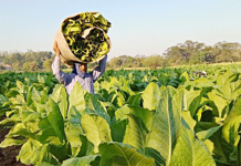 A farmer walks through a tobacco plantation while carrying harvested tobacco leaves. NATIONAL TOBACCO ADMINISTRATION FACEBOOK PAGE