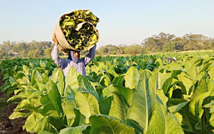 Tobacco excise collections surpass February 2021 target