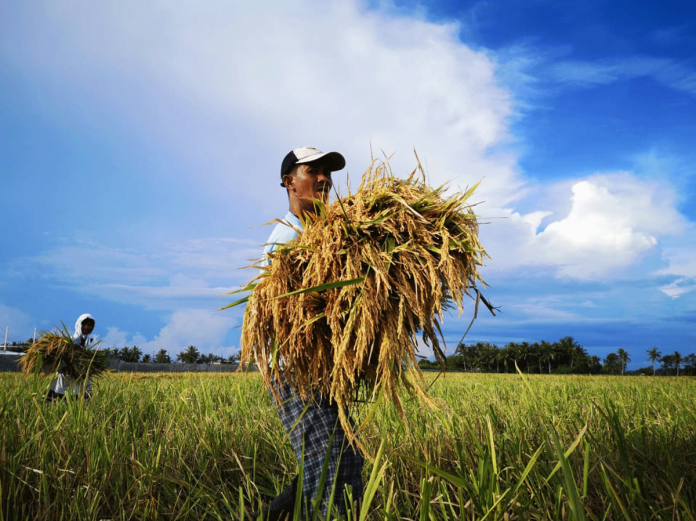 agri A farmer shows his harvest. The Department of Agriculture is encouraging the youth to venture into farming. PHOTO BY CHENG SUPERAL