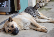 Iloilo City sets up animal welfare desks in all police precincts