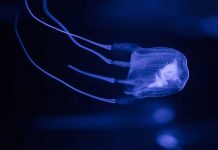 Australian teenager dies from box jellyfish sting