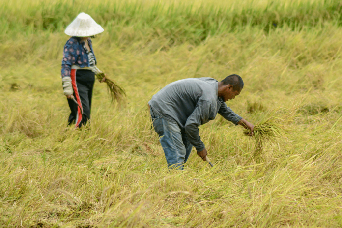 Using scythe, these farmers in Oton, Iloilo harvest rice crops amid the scorching heat of the sun. Sen. Francis Pangilinan urged the government to directly buy agricultural and fisheries products from farmers and fisherfolks to help them survive the pandemic. PANAY NEWS PHOTO