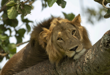 Six lions found dead in Uganda Photo courtesy of CFP