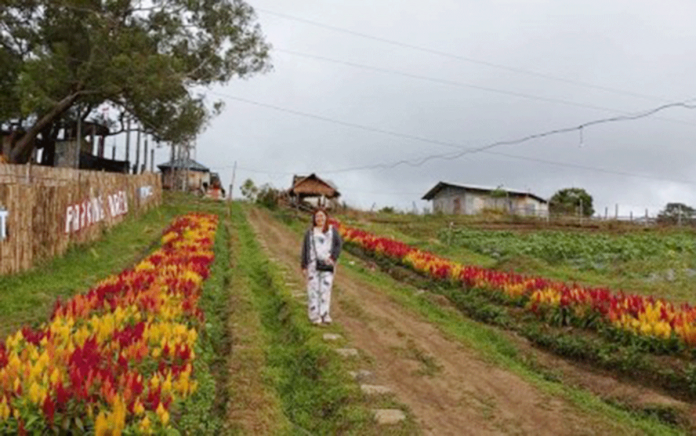 region-antique-greenhouse A visitor strikes a pose in an area planted with cut flowers and high-value crops in Barangay Aningalan, San Remigio, Antique in this undated photo. Seven greenhouses will be constructed in the area to boost the cultivation of high-value crops and cut flowers for the local market. PNA PHOTO COURTESY OF J. GRAFANE