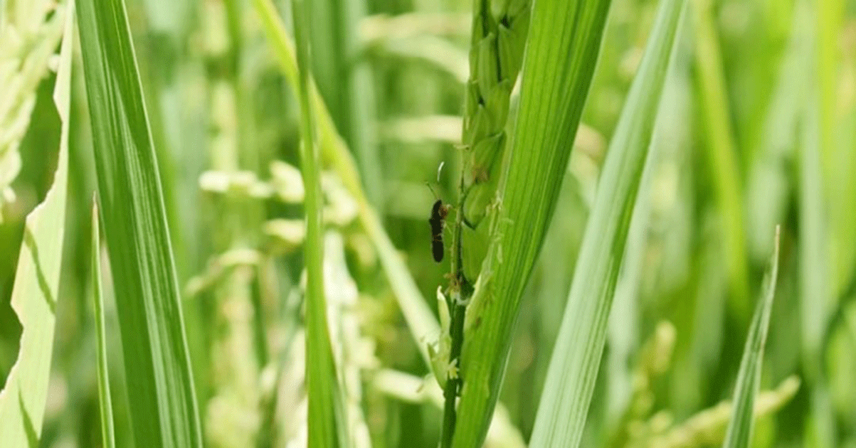 Are farmers ready vs rice grain bugs?