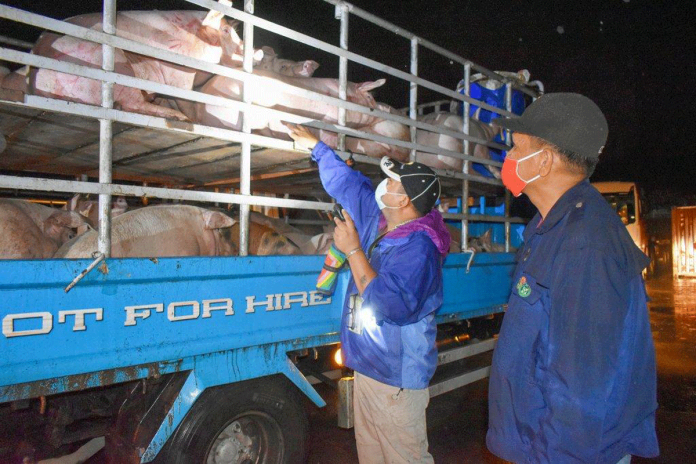 swine WESTERN VISAYAS PORK SUPPLY FOR NCR. Quarantine personnel of the Department of Agriculture inspect this van carrying live hogs at the Iloilo Commercial Port Complex in Lapuz, Iloilo City. A total of 42,850 swine heads have been transported to Luzon as of Feb. 25 this year. JV DE GUZMAN/DA