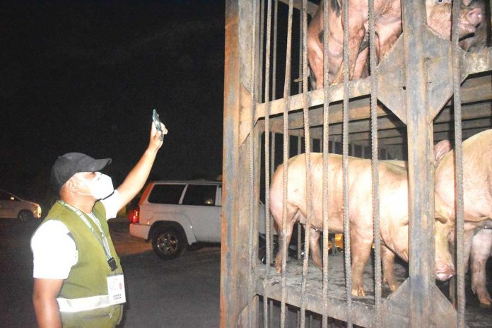 Business-1-banner A personnel of the Department of Agriculture Western Visayas conducts random inspection of hogs that will be shipped to Metro Manila. Negros Occidental’s live hog shipment to Luzon increased in the months of March and April, the Provincial Veterinary Office says. DA-6