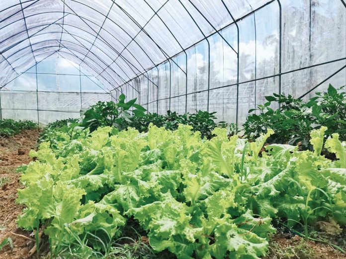 The Tubungan Vegetable Producers Association grows vegetables like lettuce and pechay organically in more than 100 hectares of farm areas in Tubungan, Iloilo. The town adopts green farming to produce safe and healthy food. DA-6