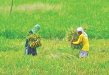 These farmers carry rice stalks they harvested in Barangay Payao, Sta. Barbara, Iloilo. NEDA Regional Director Meylene Rosales says the government should give bigger budget to the agriculture sector in 2022 to help farmers and fisherfolk increase their income. PN FILE PHOTO