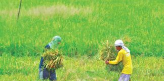 These farmers carry rice stalks they harvested in Barangay Payao, Sta. Barbara, Iloilo. NEDA Regional Director Meylene Rosales says the government should give bigger budget to the agriculture sector in 2022 to help farmers and fisherfolk increase their income. PN FILE PHOTO