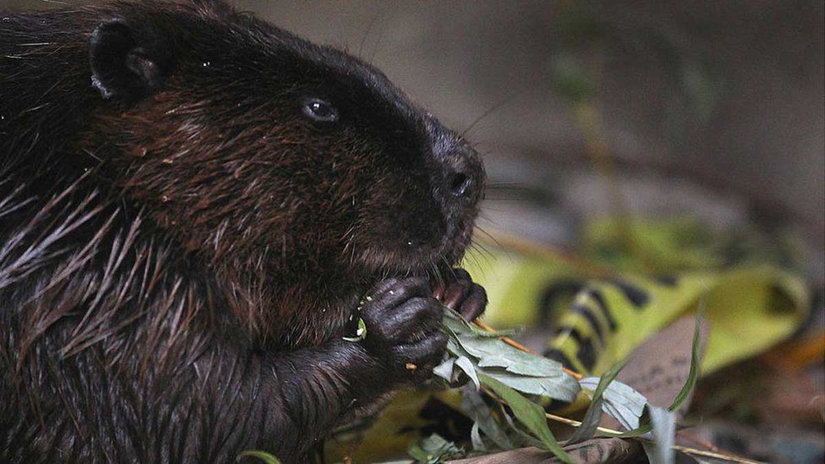 Beavers take down Canada town’s internet