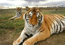 The two tigers rescued from a zoo and featured in the Netflix documentary series “Tiger King.” GETTY IMAGES