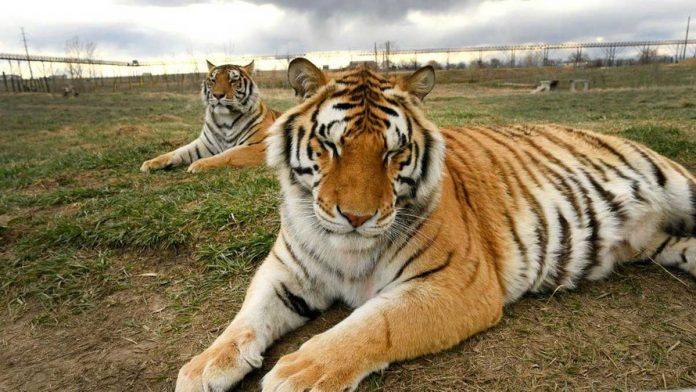 big-cats The two tigers rescued from a zoo and featured in the Netflix documentary series “Tiger King.” GETTY IMAGES